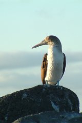 08-Blue-footed Booby
